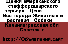 Щенки американского стаффордширского терьера › Цена ­ 20 000 - Все города Животные и растения » Собаки   . Калининградская обл.,Советск г.